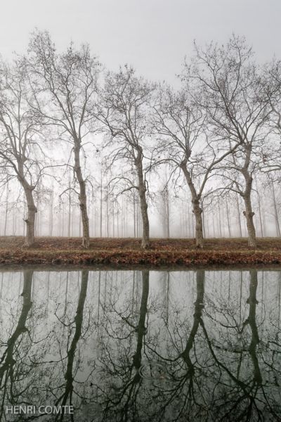 Photographiés en 2008, entre Agde et Marseillan, ces platanes n’existent plus,abattus à cause de la maladie qui menace l’ensemble des platanes du canal du midi