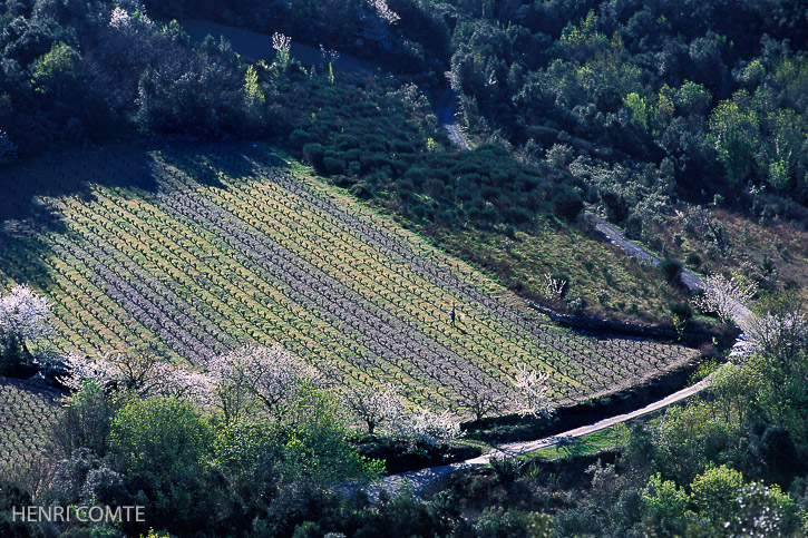 En hiver, alors que les amandiers fleurissent,c’est le moment de la taille des vignes.