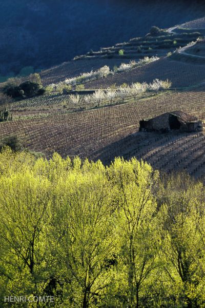 Au pied du massif de l’Espinouse, au confluent du Jaur et l’Orb, vignes et cerisiers se mêlent sur une terre caillouteuse.
