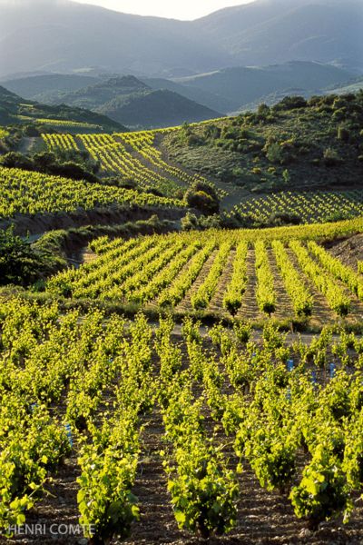 Entre la plaine de l’Orb et les contreforts de la montagne noire, le vignoble de Saint Chinian baigné par la lumière d’été.