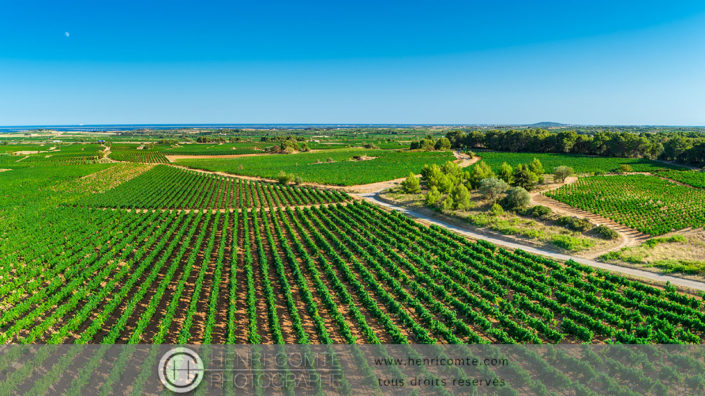 Vignoble AOP Picpoul de Pinet drone photo