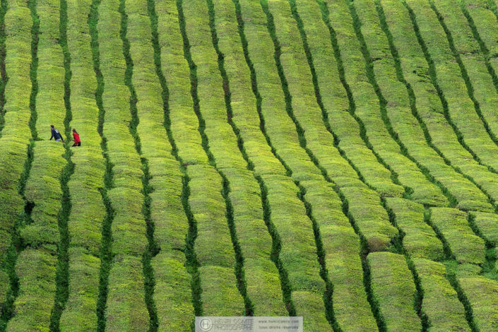 Archipel des Açores - Cultures de thé