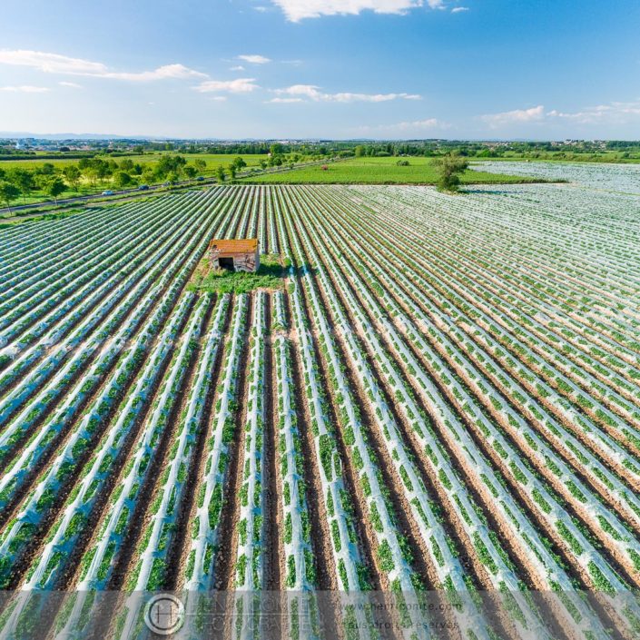 champ de melons drone