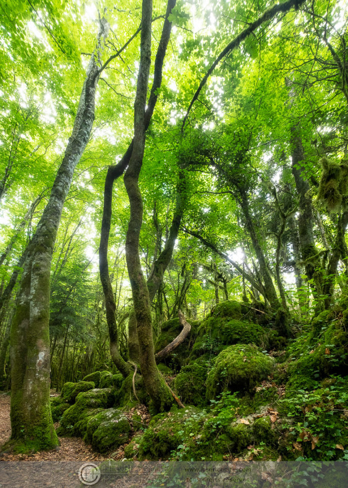 Forêt de Nebias - Le labyrinthe vert - Aude